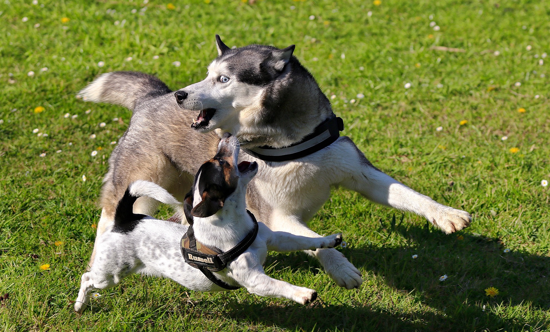 To hunde løber og leger - en Jack Russel terrier og en Siberian husky.