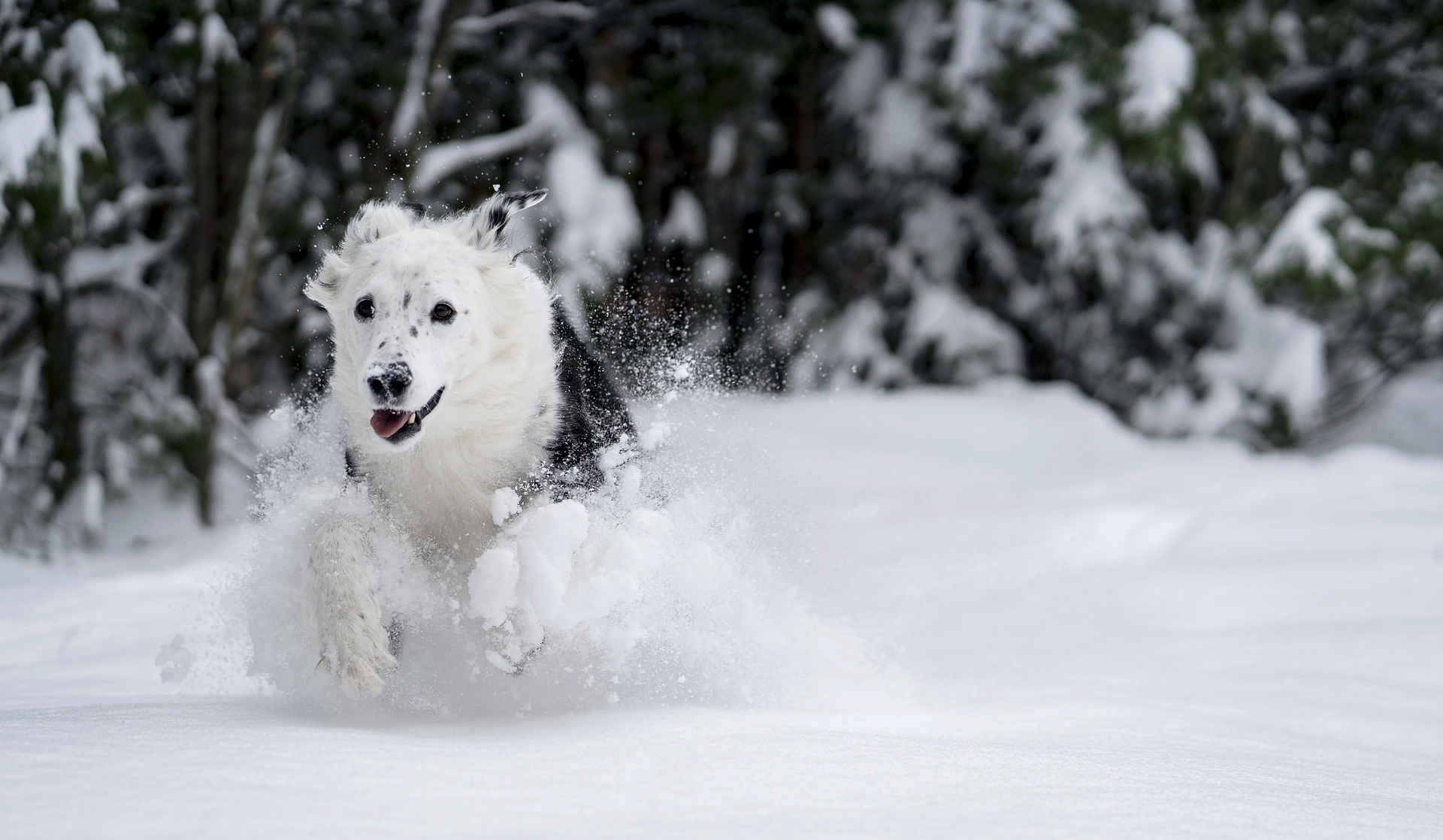 En hund løber og leger i sneen